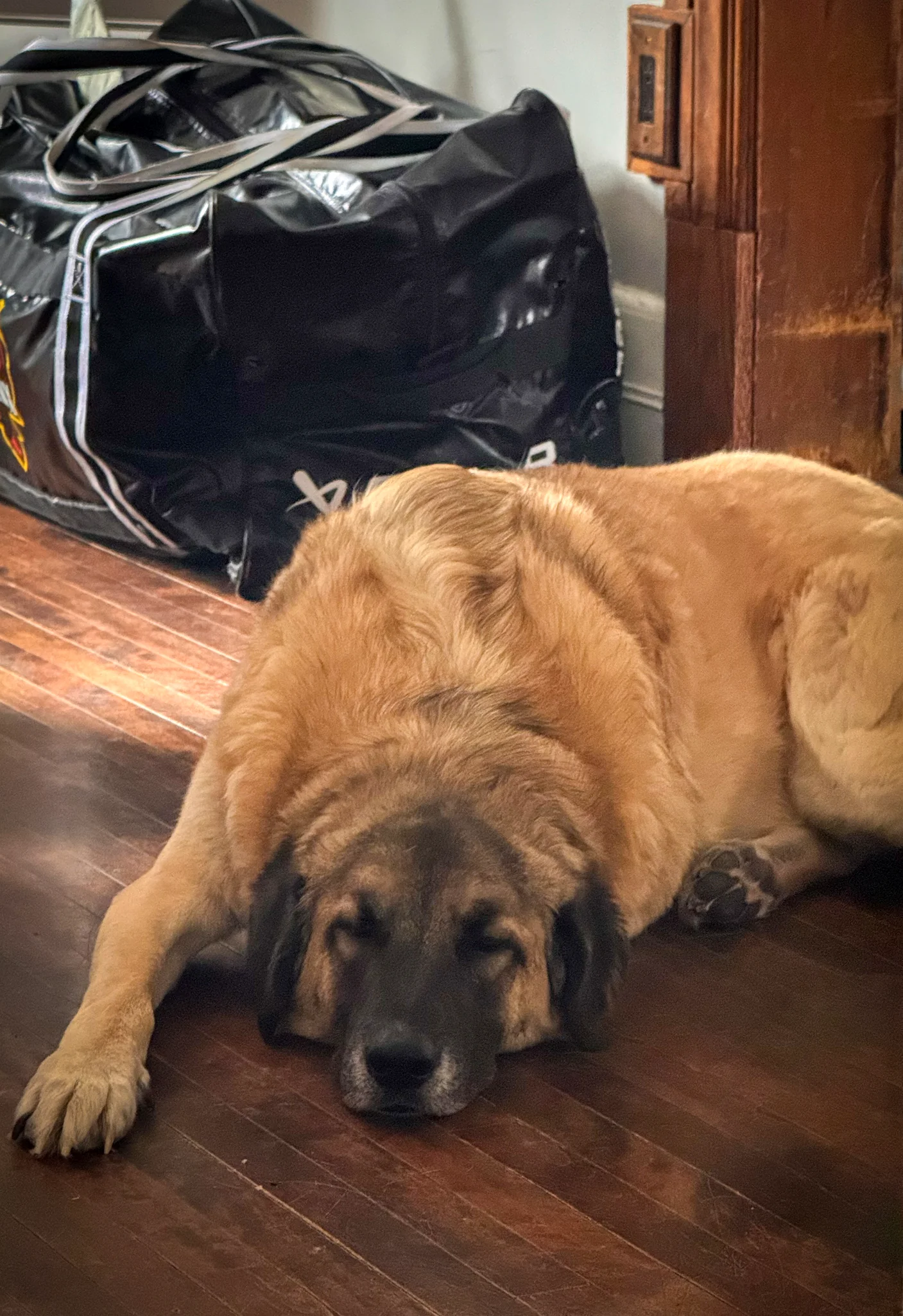 Odin: My Pet Monster